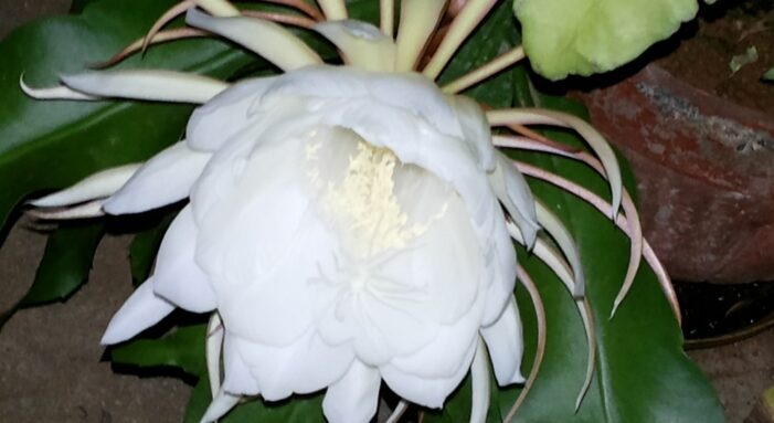 Rare Wish Fulfilling Brahma Kamal Blooms Tonight