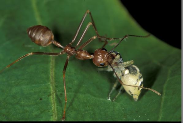Walking Like Ants Reduces Risk for Spiders: Study