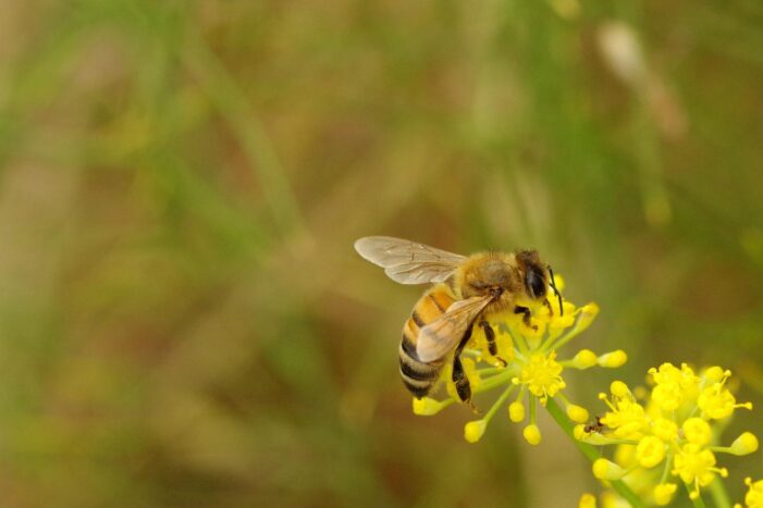 Bees Have Third Eye, Applicable for Drones’ Night Vision: Study Bees Have Third Eye, Applicable for Drones’ Night Vision: Study
