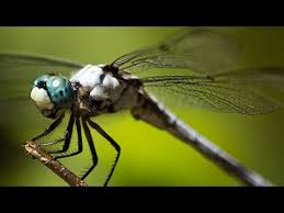 Dragonfly brains predict the path of their prey