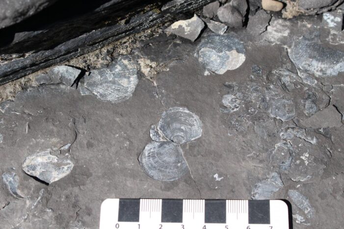 Fossil Site Shows Impact of Early Jurassic Period’s Low Oxygen Oceans
