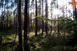 A view of Białowieża Forest, Belarus-Poland. CREDIT: IUCN Elena Osipova
