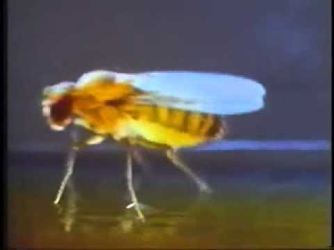 Sleep or sex? How the fruit fly decides