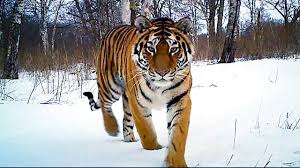 Tiger Bearing Forests Play a Mitigative Role in Combating Climate Change