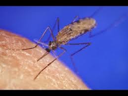 New malaria analysis method reveals disease severity in minutes