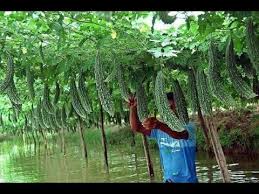 Building a new India: Pledge to Double Farmers Income by 2022