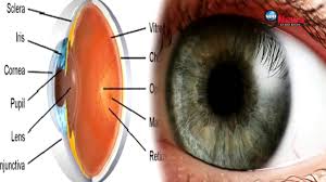 Curve-eye-ture: How to grow artificial corneas