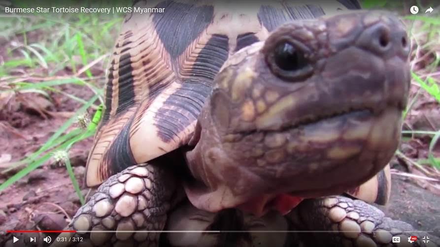 The Burmese star tortoise (Geochelone platynota), a medium-sized tortoise found only in Myanmar’s central dry zone, has been brought back from the brink of extinction
