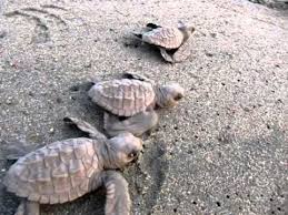 Turtle Sanctuary to be set up in Allahabad