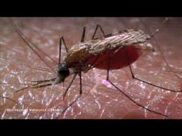 Making mosquitoes self-destruct