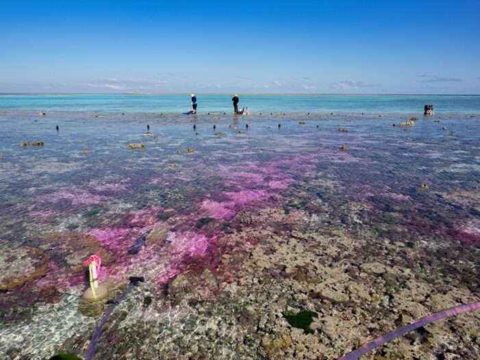 Australia Coral Reef Experiment Shows Acidification from CO2 stems growth