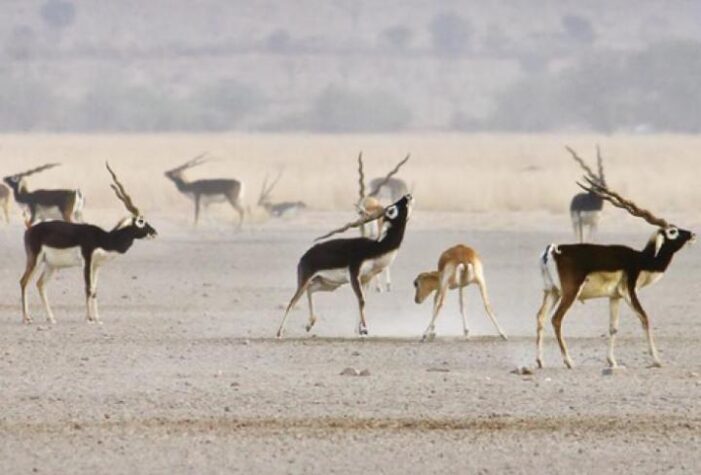 How the scent of a male sensed to measure him up by female blackbucks?
