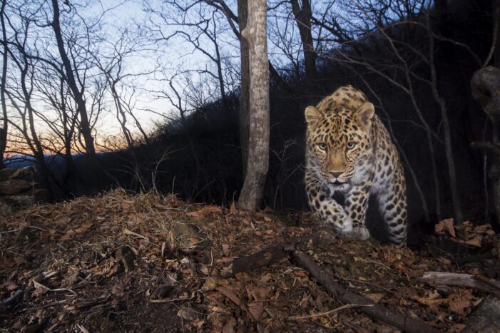 84 endangered Amur leopards found in China, Russia