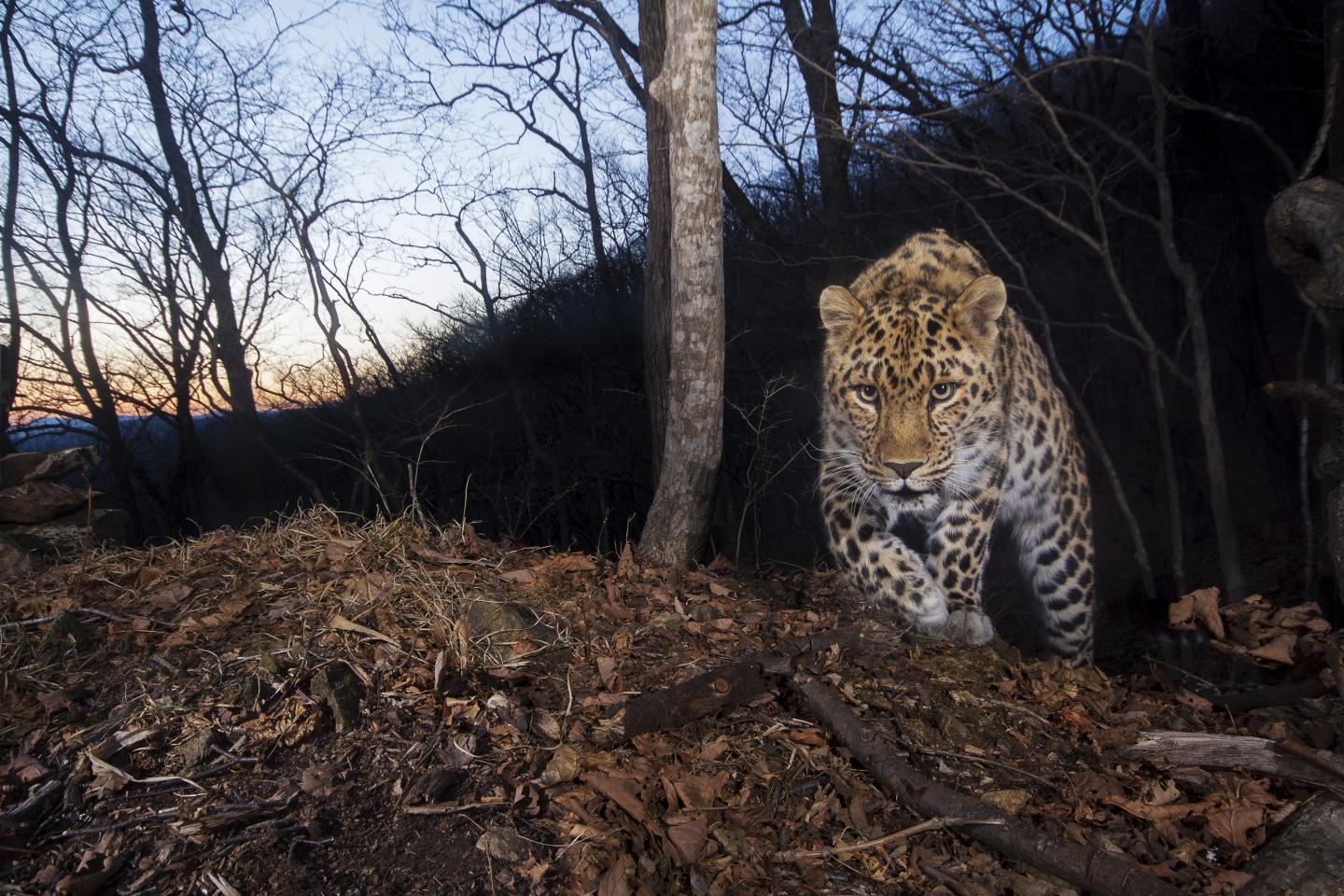 Leopard