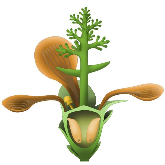 Flowers origin traced to 174 million years, 50 Mln years earlier than previously thought