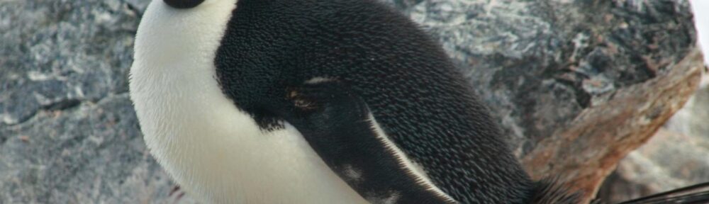 In the Antarctic Peninsula, an adult Adélie penguin incubates a chick to keep it warm and dry. CREDIT Credits: Credit: Catherine Foley/SUNY Stony Brook University