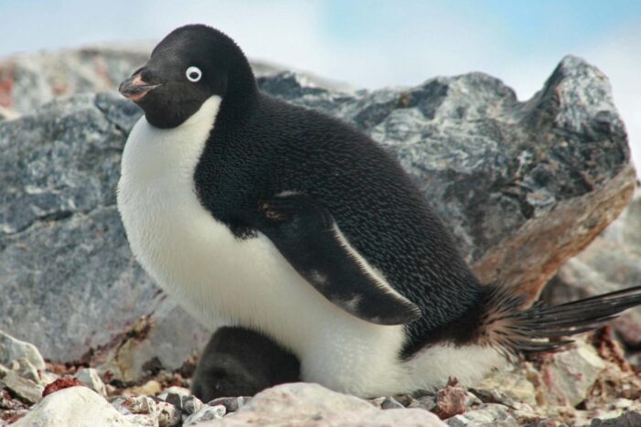 Warming Antarctic: Penguins, starfish, whales: Who’ll win or lose survival race?