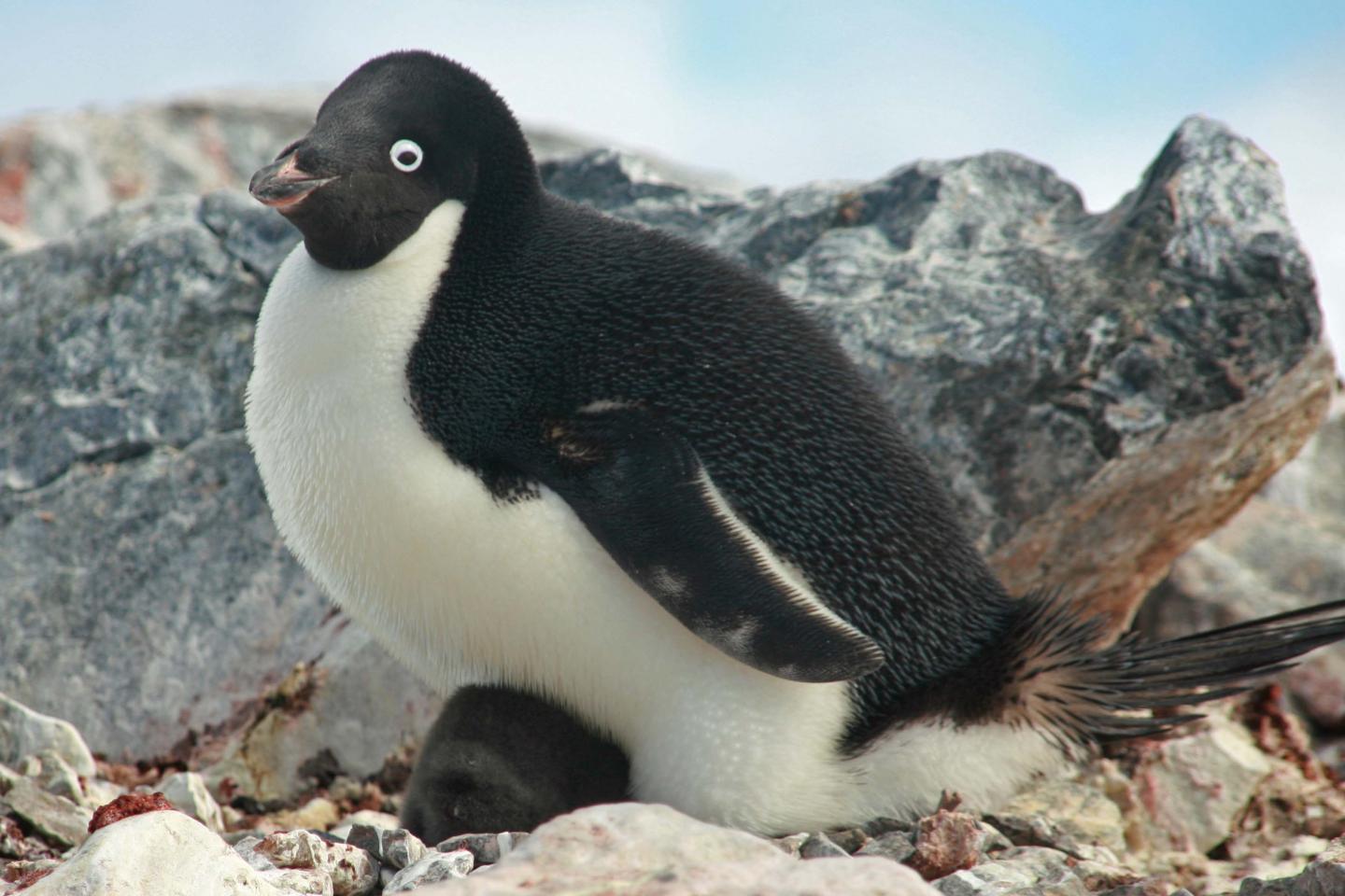 In the Antarctic Peninsula, an adult Adélie penguin incubates a chick to keep it warm and dry. CREDIT Credits: Credit: Catherine Foley/SUNY Stony Brook University