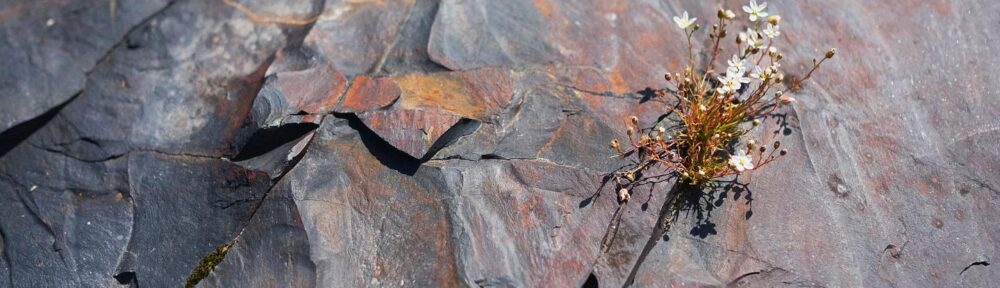 This two-billion-year-old shungite records evidence for balmy, oxygen-rich conditions on the early Earth. Photo courtesy of K. Paiste.