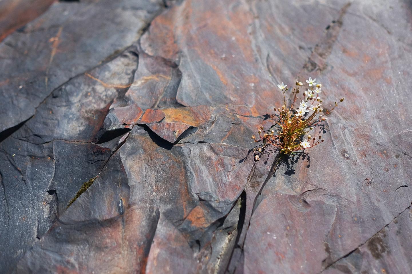 This two-billion-year-old shungite records evidence for balmy, oxygen-rich conditions on the early Earth. Photo courtesy of K. Paiste.