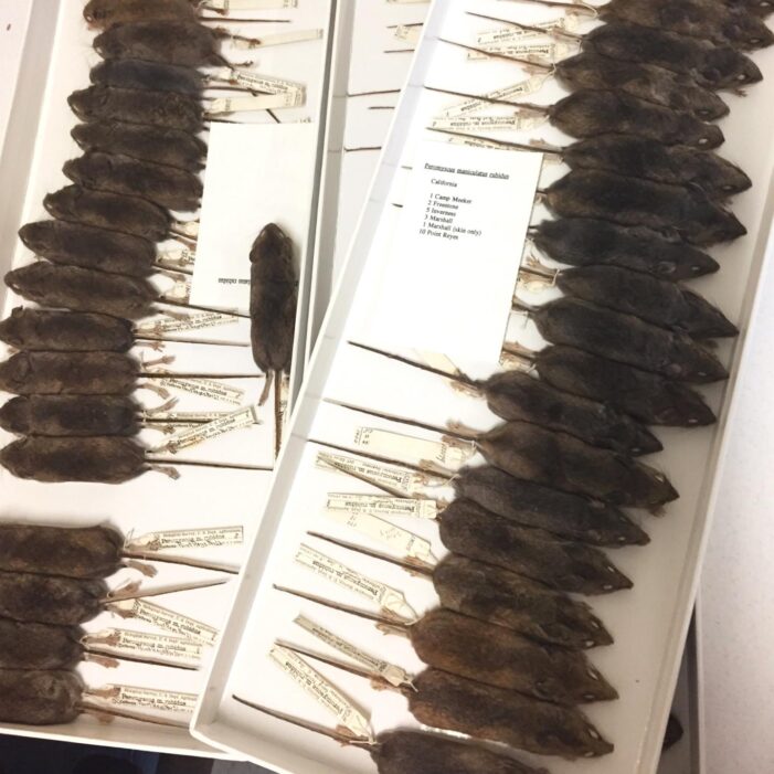 Mice shrinking in size? Not just climate or urban impact but more to it, says study