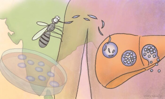 Japan, India scientists develop new approach to lessen severity of malaria