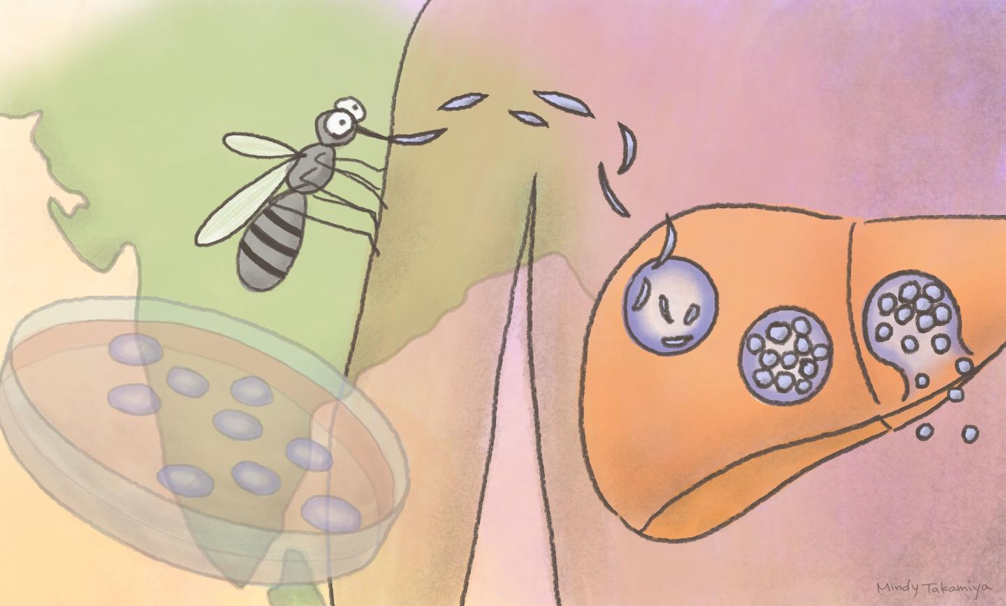 Malaria
