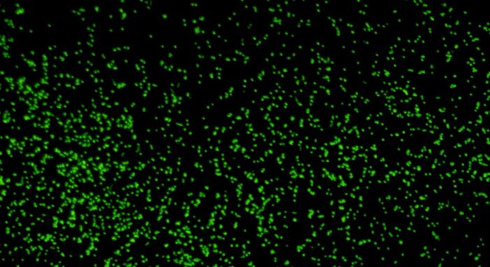 100-million-year-old microbes revived in Japan labs, only to see them hungry and ready to multiply