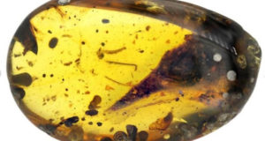 This fossil trapped in amber was thought to be a dinosaur but is likely a lizard.Credit: Lida Xing