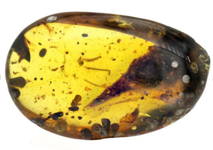 Tiny Dinosaur claim by Chinese Scientists in March Proved Wrong, could be lizard; Nature retracts paper