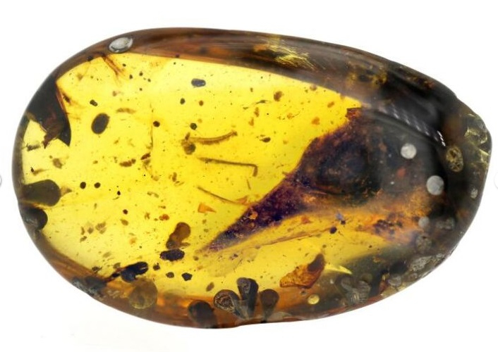 This fossil trapped in amber was thought to be a dinosaur but is likely a lizard.Credit: Lida Xing