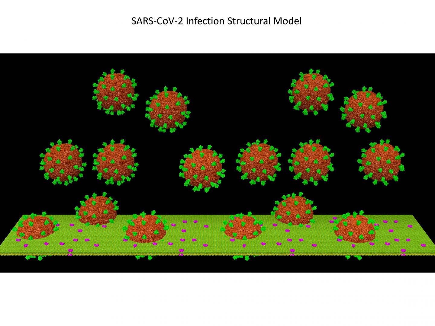Structural model of SARS-CoV-2 infection. This structural model was built with UCSF Chimera using high-performance computers (Bridges Large and Frontera). The model shows 16 viruses, with the spike proteins shown in green (PDB ID: 6VSB) and an actual lipid bilayer membrane, with ACE2 dimers shown in magenta. All these structures are at atomic resolution. The length of the membrane is approximately 1 micrometer.  CREDIT Victor Padilla-Sanchez, The Catholic University of America
