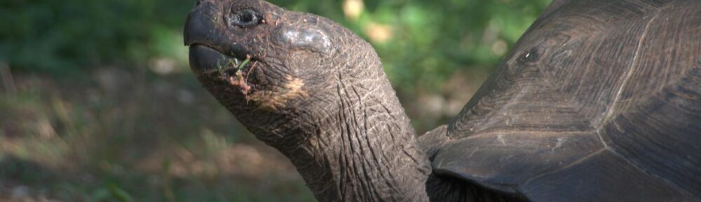 A Galápagos Toroise CREDIT Alexander Forryan