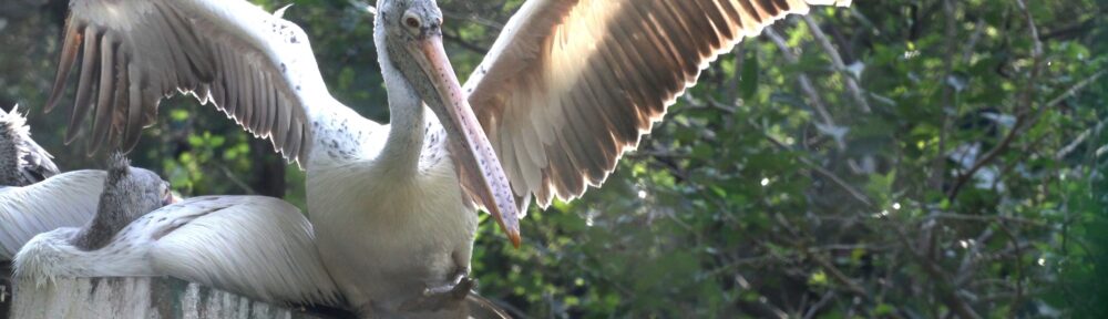 Spot-billed pelican birds