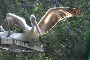 Spot-billed pelican birds