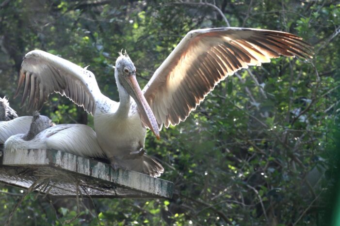 Scientists fix GPS device to pelican’s wings in Karnataka’s Mandya district