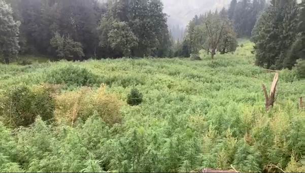 Central Bureau of Narcotics destroys 1,032 hectares of illicit cannabis (ganja) cultivation in Himachal Pradesh