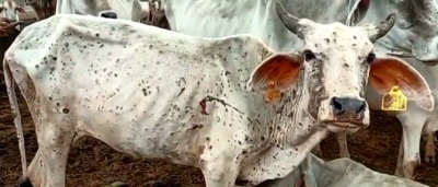 Lumpy Skin Disease looms large to become next Covid-19; Milk dairies to be affected more