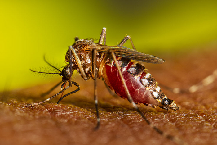 Scent, sweat from human skin attract disease-spreading mosquitoes