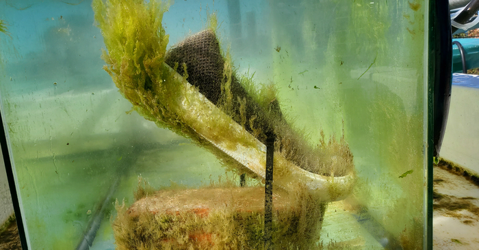 Biodegradable shoe Soon new material to replace rogue plastic; It biodegrades in ocean water within 4 weeks