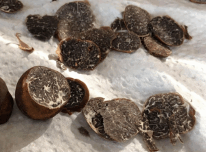 Appalachian truffles