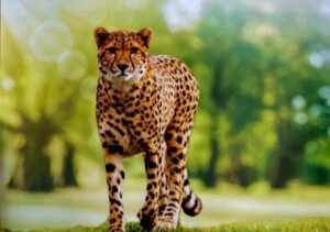 Cheetah