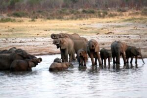 An elephant herd is spotted near nyamandhlovu pan, a popular water-hole in the Hwange National Park, Matabeleland North Province, Zimbabwe