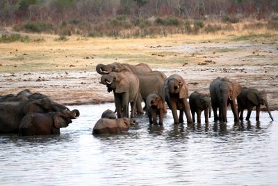 ZimParks relocates 100 elephants, 70 giraffes, 10 lions due to drought