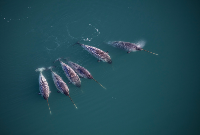 Clarifying the chaos of narwhals behavior; what are narwhals, how they help [Details]