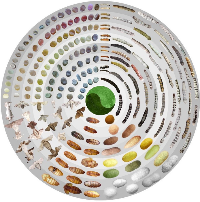 Scientists sequence world’s largest pangenome to help unlock genetic mysteries behind finer silk