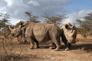 The last two surviving females live in the Ol Pejeta Conservancy in Kenya./CREDIT:Jan Stejskal, Safari Park Dvůr Králové