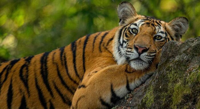 Global biodiversity agreement mobilises $200 billion boost for nature