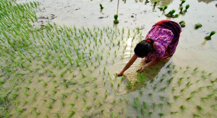 Farmers must be at the heart of biodiversity action