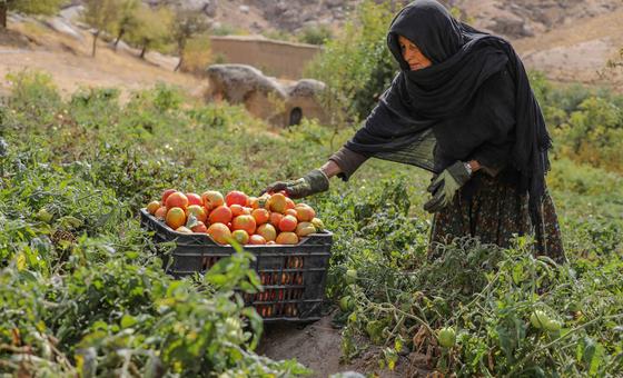 Afghanistan’s socioeconomic crisis deepens amid crackdown on women’s rights